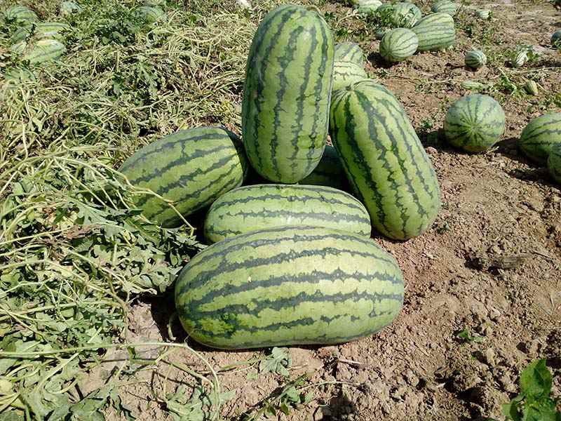 2016年安农展示田